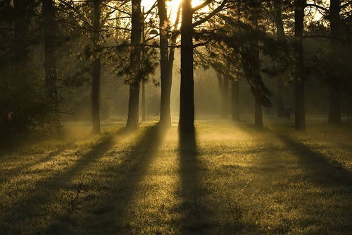 Алена Липилина