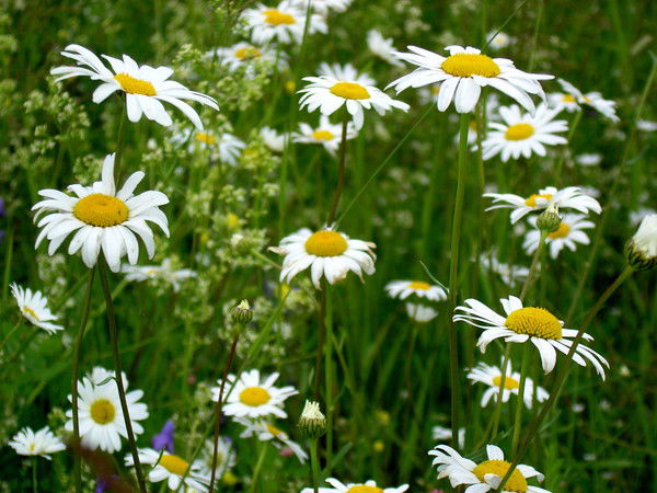 Светлана Акимова