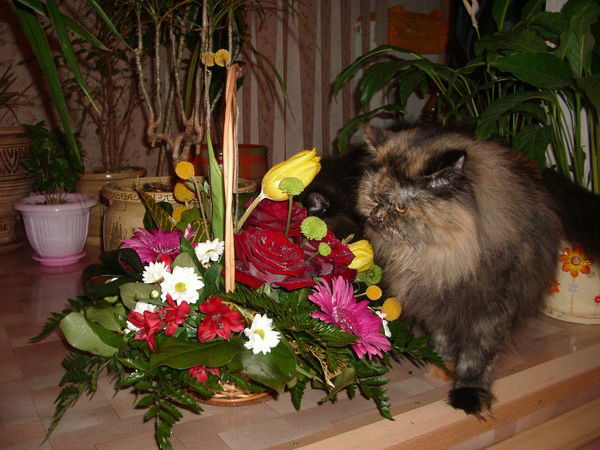 Наталия Кроптовская