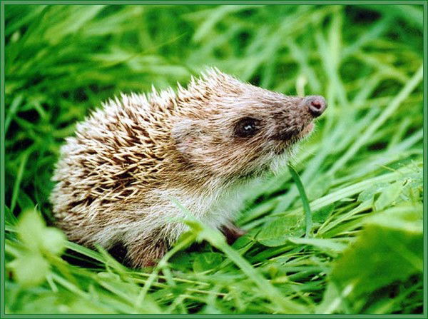 Павел Шейкин