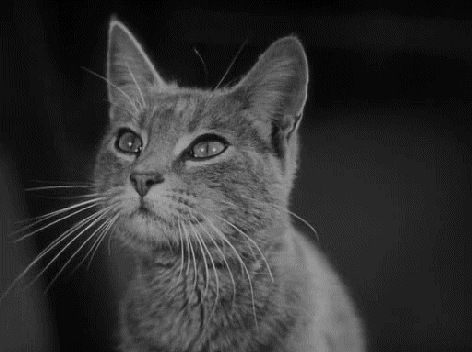 Дарья Райан