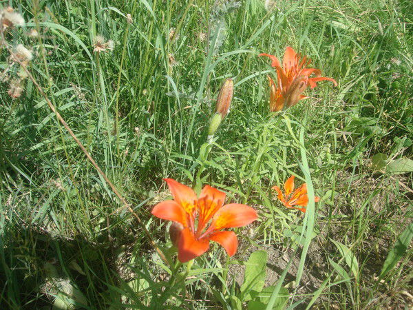 Любовь Ноева