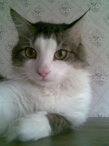 Eлена Качанова