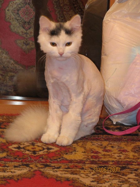 Алексей Привалов