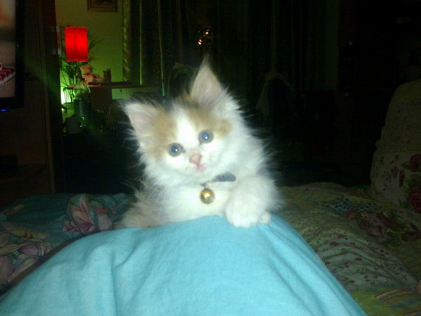 Наталья Киреева