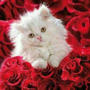 Любовь Шмелёва