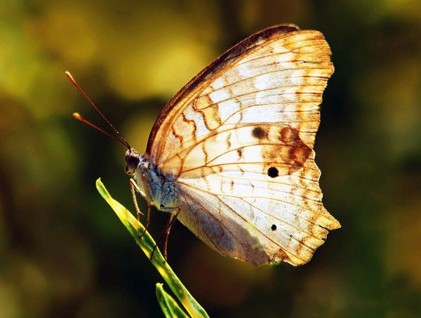 Андрей Грецкий