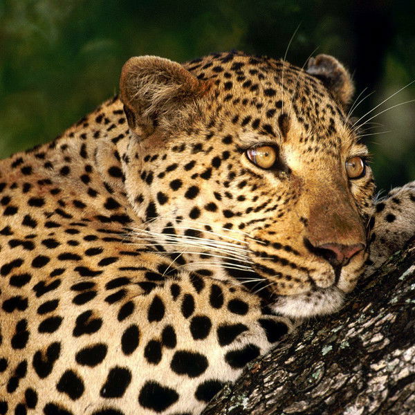 Ольга Доморецкая (Чагочкина)