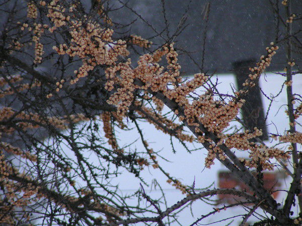 Сергей Васильев