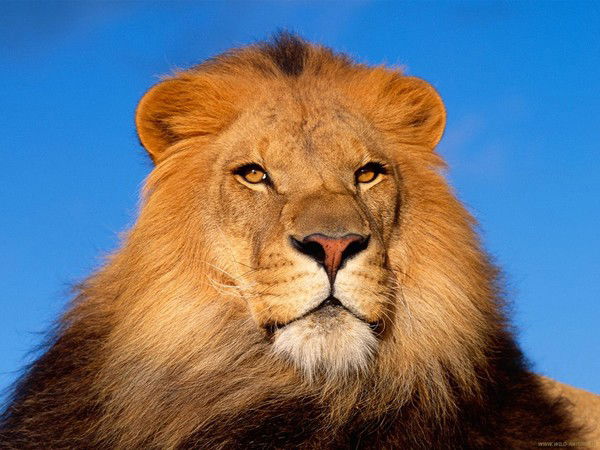 Наталья Натусик