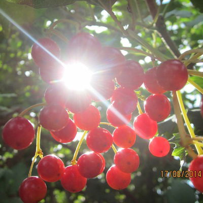 Лера Васильева