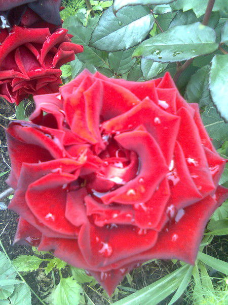 Марина Токарь