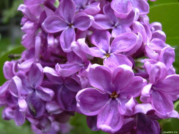 Тая Горынишна