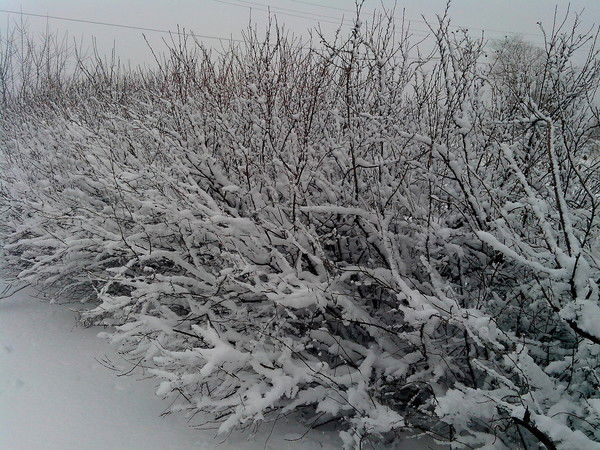 Владимир Ершов