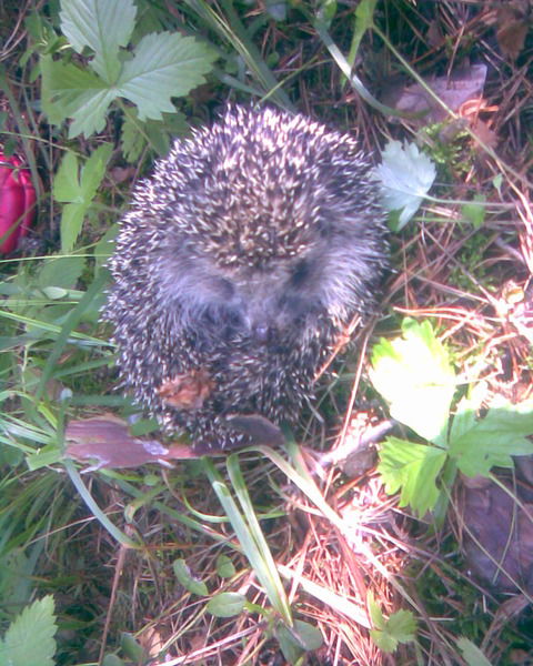 Володя Одинцов