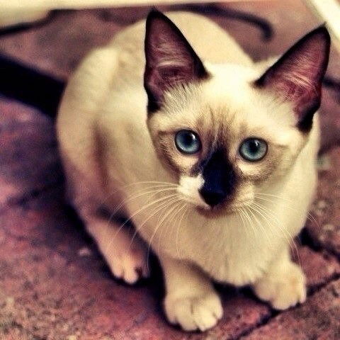 Ирина Баринцева