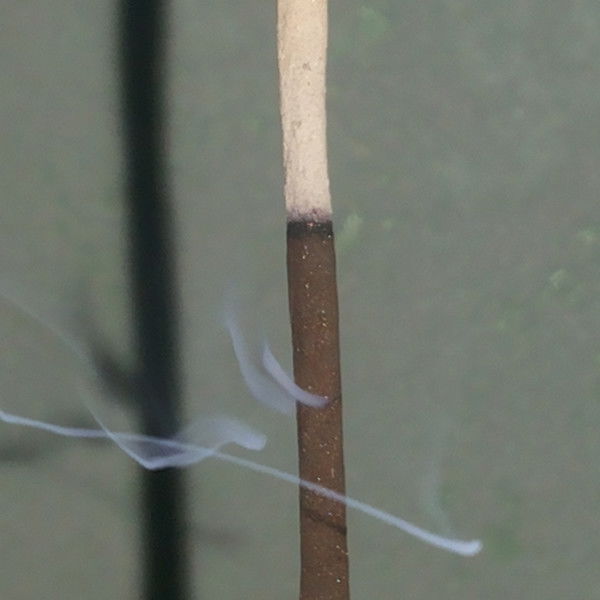 Александр Сухачёв