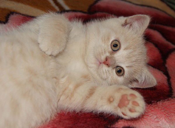 Мария Валуева Бурдакова