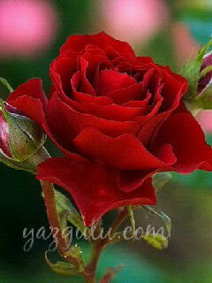 Кызжибек Мойдунова