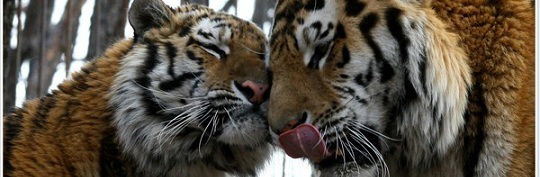 Андрей Краснощек