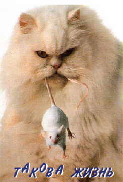 Александр Селин