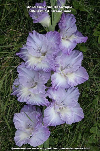 Ольга Лазаренко