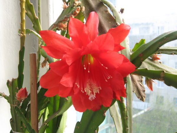 Елена Вострокнутова