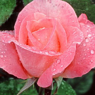 Светлана Гневнова