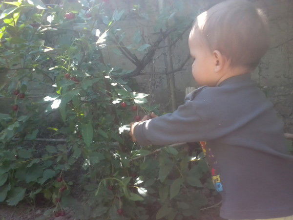 Елена Шаповалова