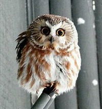 Егор Матвеев