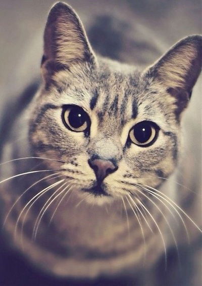 Наталья Кот