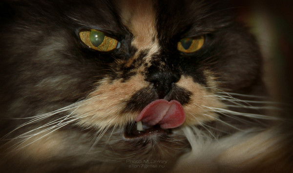 Валерий Ерохин