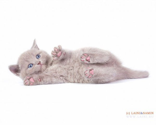 Айгель ...mir...