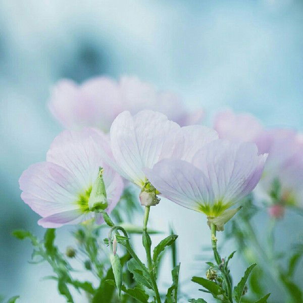 Таня Шумкина