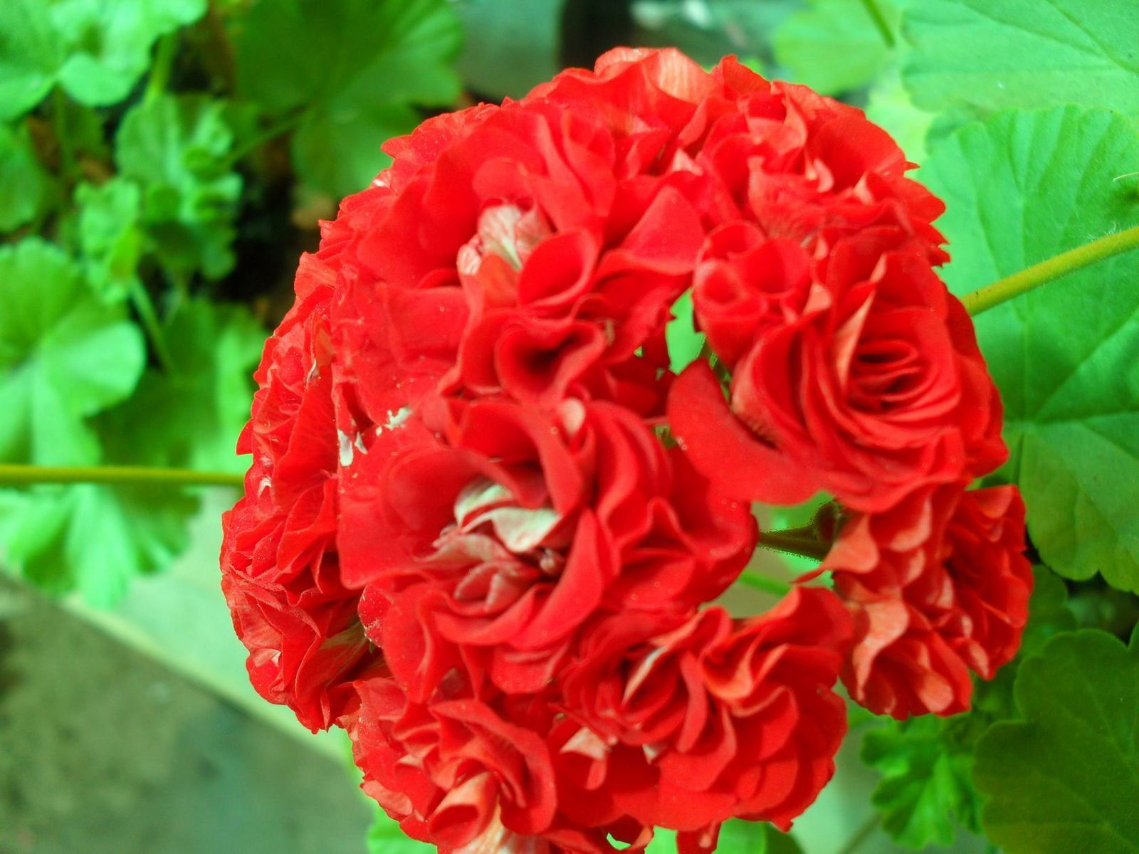 Нургуль Нури