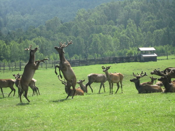 Тоо Буркит Шыны *