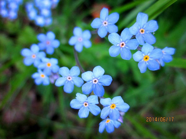 Вера Котова