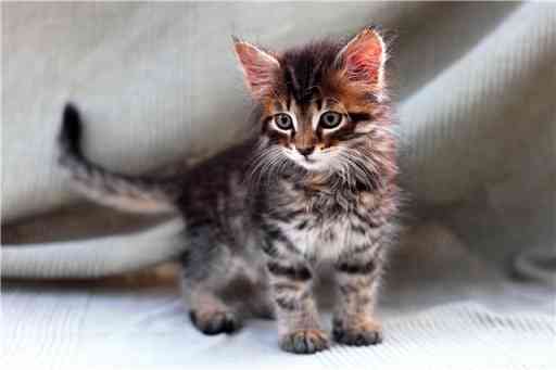 Сергей Сергеев