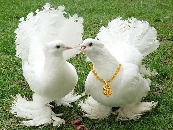 Арина Голубева