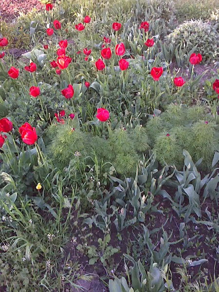 Людмила Семченко