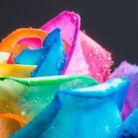 Полина Пиманкина