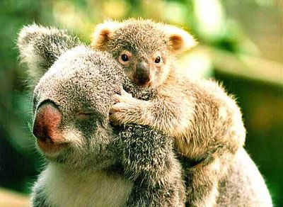 Мбу Цб Муо Московского Р-На