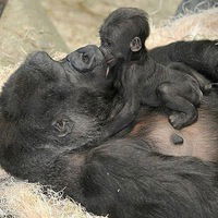 Наталья Ворошилова