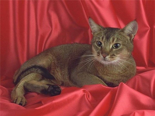 Леопольд Огурцов