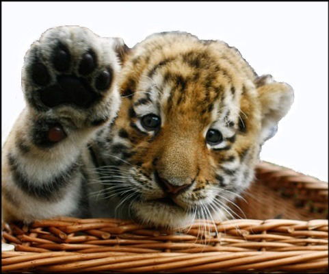 Елена Васюк