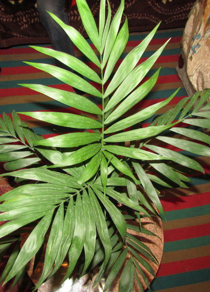 Света ...некрасова