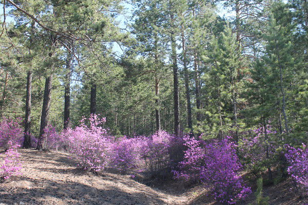 Наталья Druzina