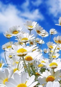 Валентина Федотова