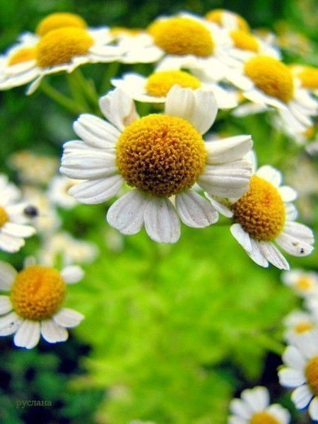 Акторка Нурболаткызы