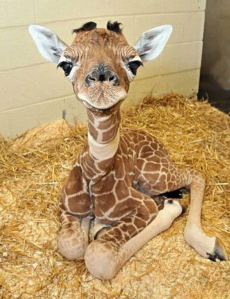 Аян Бегалиева